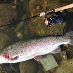 久しぶりの３０匹超え ～天竜川ルアーフライ専用区～